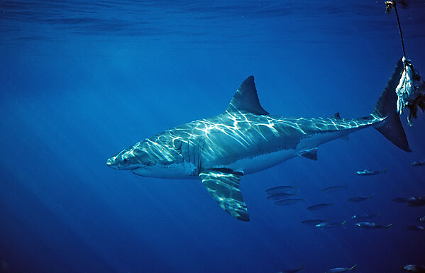 Great White Shark