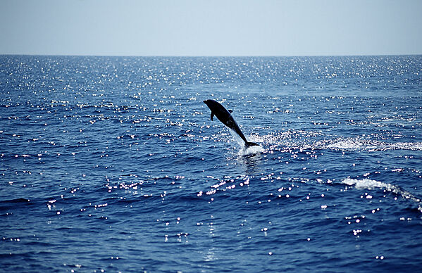 Springender Gemeiner Delfin