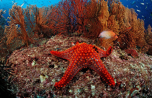 Roter Seestern im Korallenriff