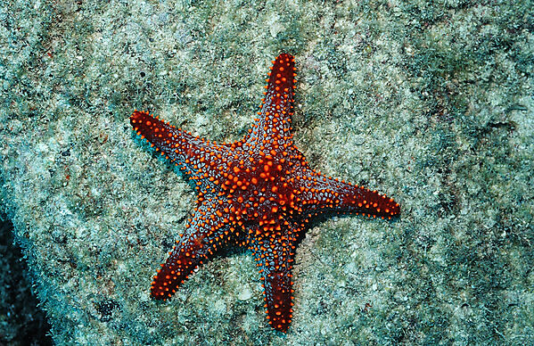 Red starfish