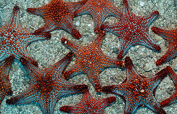 Red starfishes