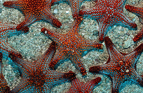 Red starfishes