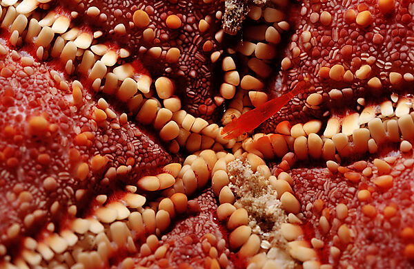 Commensal shrimp on a seastar