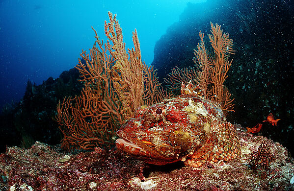 Stone Scorpionfish
