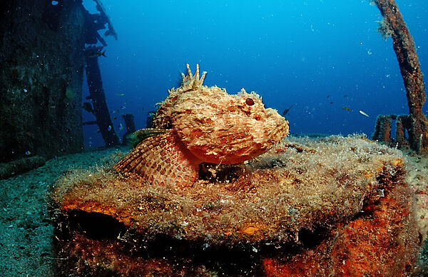 Stone scorpionfish on ship wreck