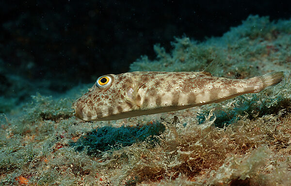 Brown puffer
