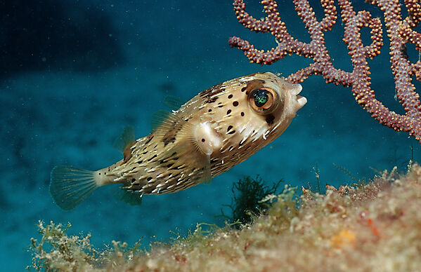 Balloonfish