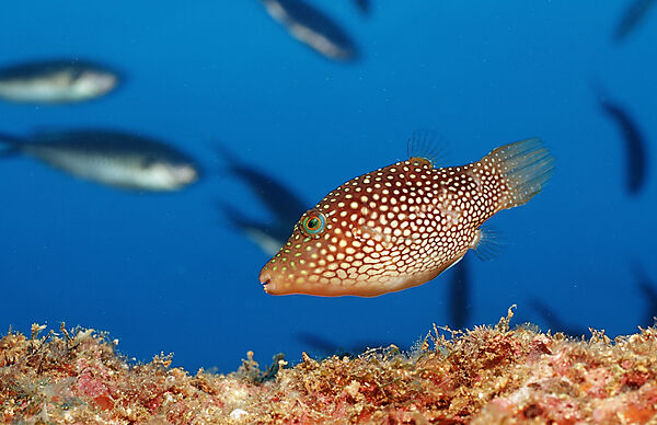 Spotted Sharpnose Puffer