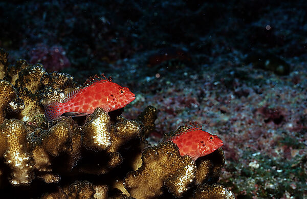 Pixy hawkfish