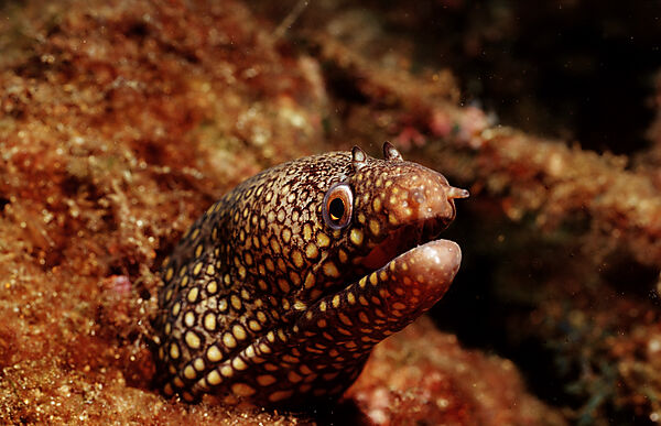 Jewel Moray Eel