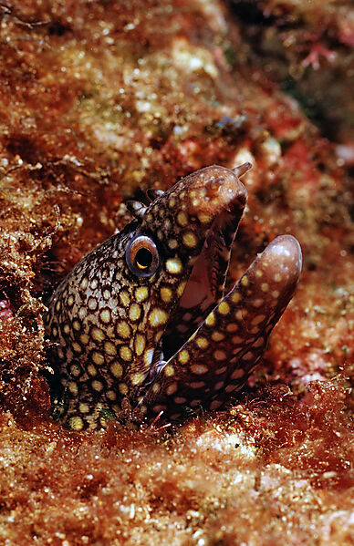 Jewel Moray Eel