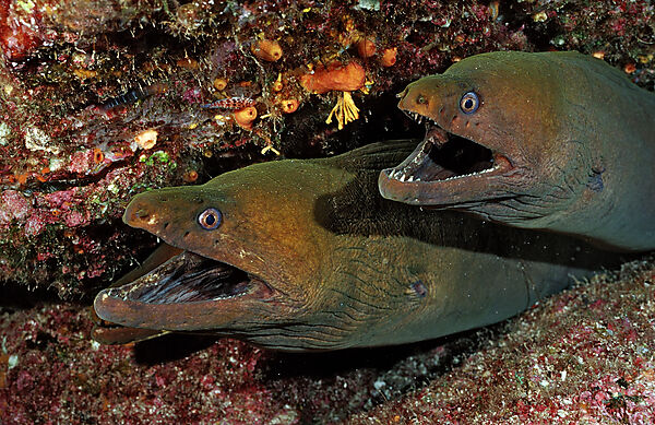 Panamic green moray eel