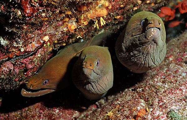 Panamic green moray eel