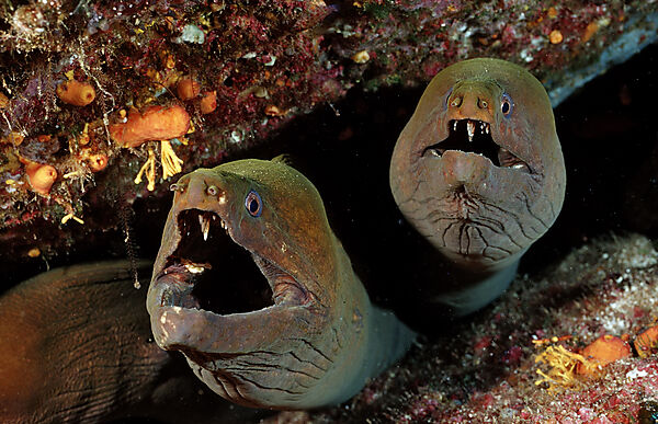 Panamic green moray eel