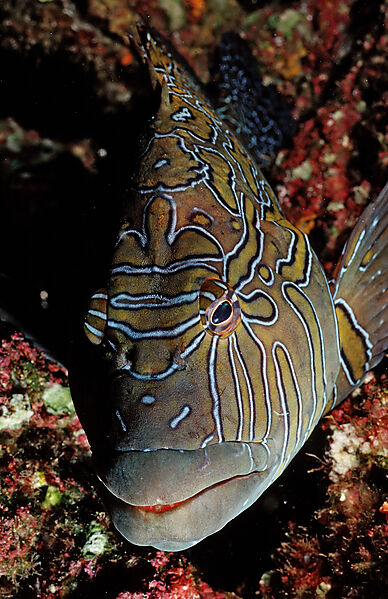 Hieroglyphic hawkfish