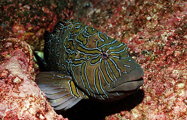 Hieroglyphic hawkfish