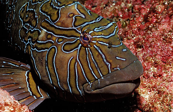 Hieroglyphic hawkfish
