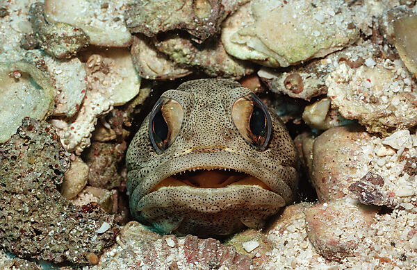 Giant jawfish