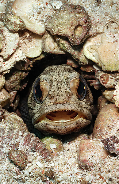 Giant jawfish