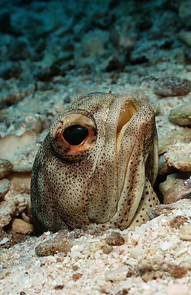 Giant jawfish