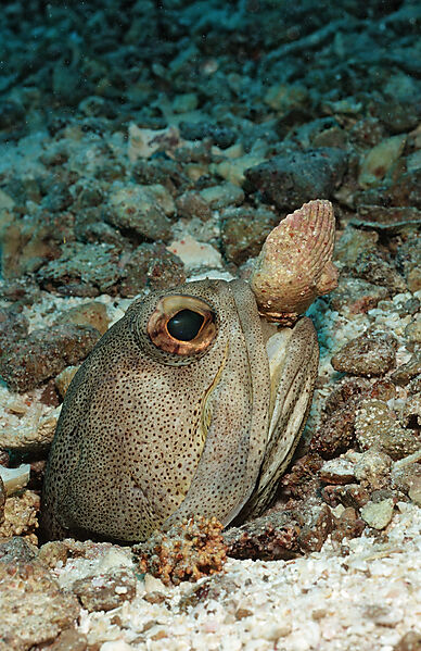Giant jawfish digging hole