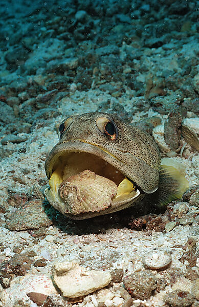 Giant jawfish digging hole