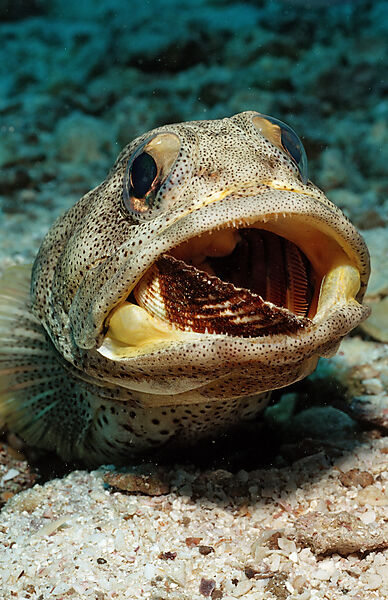 Giant jawfish digging hole
