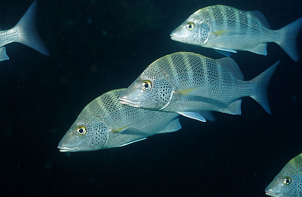 Pacific Dog Snapper