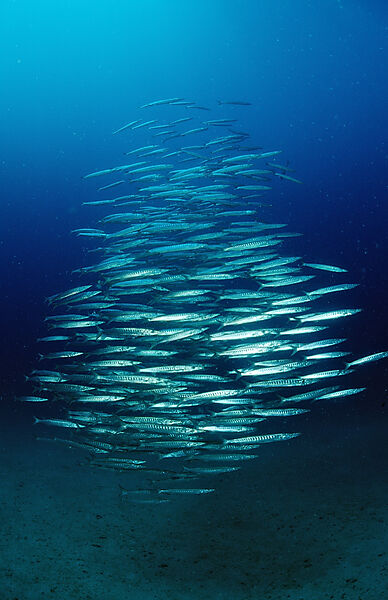 Schooling Barracudas