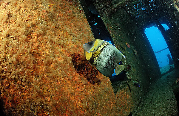 Cortez-Kaiserfisch im Schiffswrack