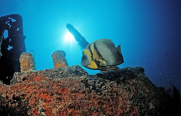 Cortez-Kaiserfisch im Schiffswrack