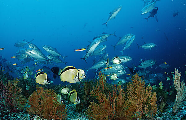 Barberfishes and Bigeye trevally