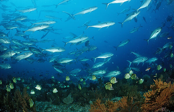 Barberfishes and Bigeye trevally