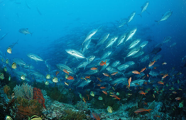 Barberfishes and Bigeye trevally