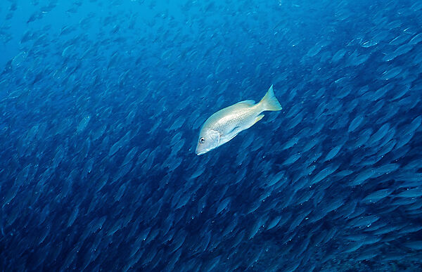 Schnapper vor Fischschwarm