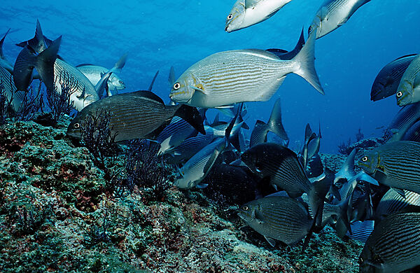 Kaninchenfische