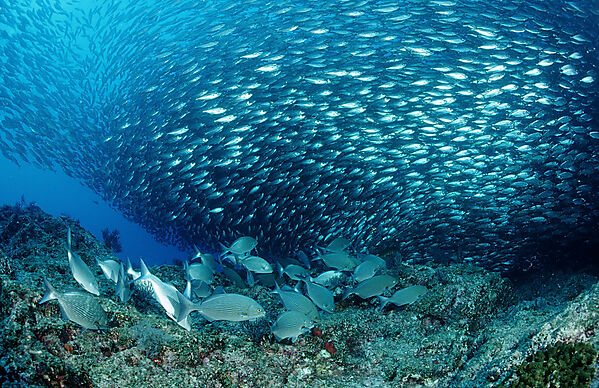 Rabbitfish and Pacific chub mackerel