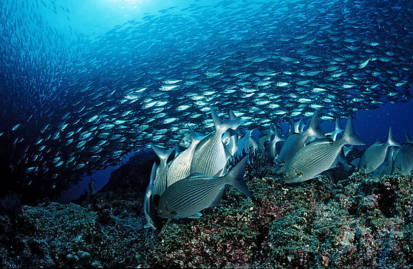 Rabbitfish and Pacific chub mackerel