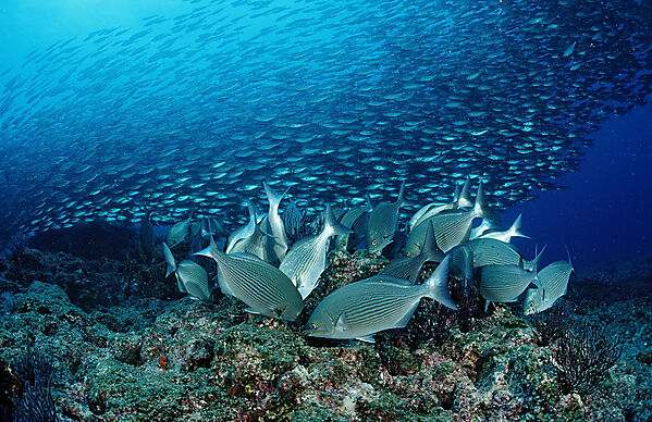 Rabbitfish and Pacific chub mackerel
