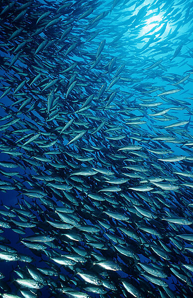 Schooling Pacific chub mackerel