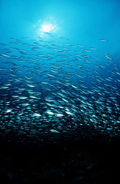 Schooling Pacific chub mackerel