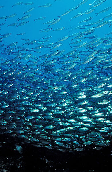 Schooling Pacific chub mackerel