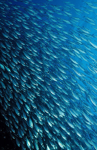 Schooling Pacific chub mackerel