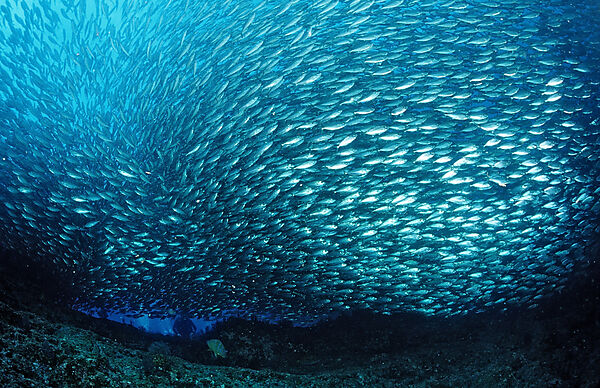 Schooling Pacific chub mackerel