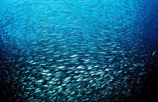 Schooling Pacific chub mackerel