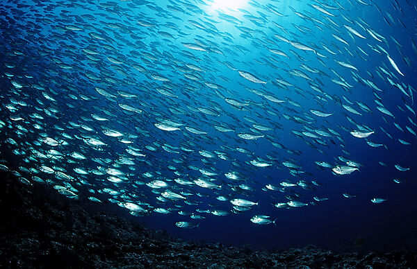 Schooling Pacific chub mackerel