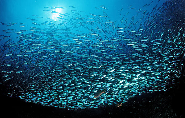 Schooling Pacific chub mackerel