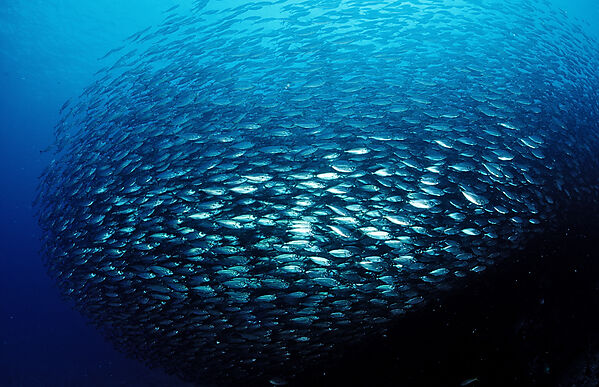 Schooling Pacific chub mackerel
