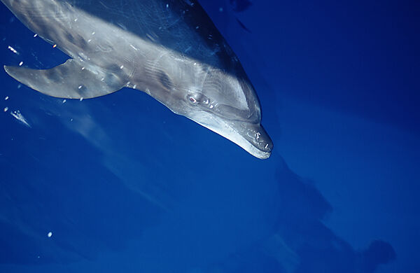 bottlenose dolphin