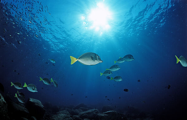 Yellowtailed surgeonfish